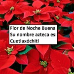 Nada de Poinsettias su nombre es Cuetlaxochitl – El Símbolo Azteca de la Nueva Vida.
