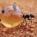 Conociendo a las deliciosas hormigas mieleras.
