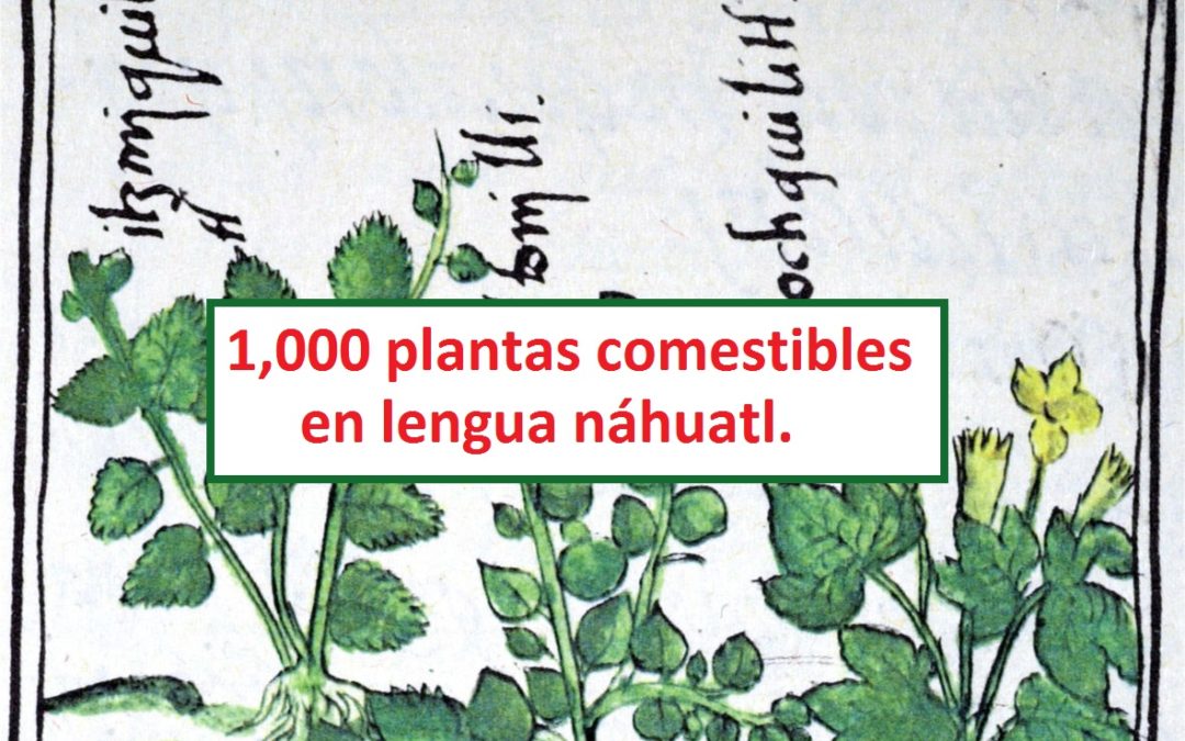 Clasificacion De 1 000 Plantas Comestibles En Lengua Nahuatl