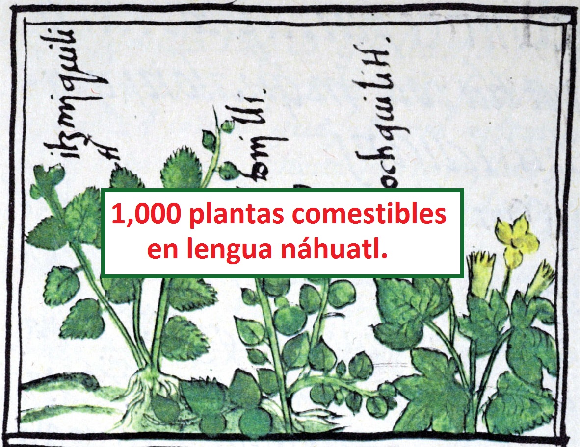 Clasificación de 1,000 plantas comestibles en lengua náhuatl