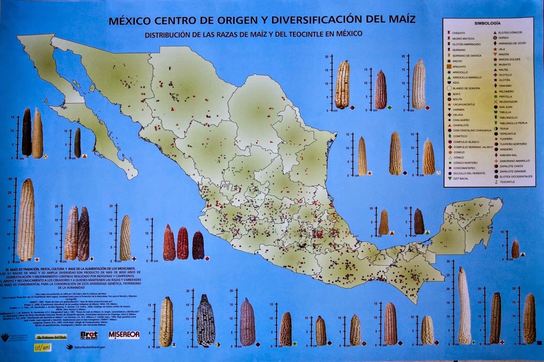 Como se dice MAÍZ en 58 lenguas indígenas. – Cultura y Delicias