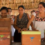 Convocatoria para la Formación de Capacitadores en Meliponicultura Maya