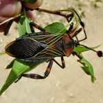 Etnoecología de insectos comestibles y su manejo tradicional (TESIS -PDF)