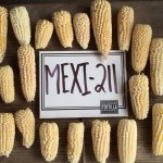 Confirman primera cosecha de Maíz Palomero 100% mexicano.