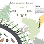 Infografía «El Ciclo de la Milpa» (Universo)