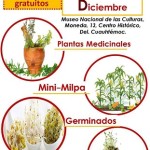 TALLERES GRATUITOS, la milpa, plantas medicinales, germinados, bombas semilla –  Carnaval del Maíz.
