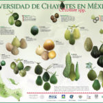 Conoce la gran diversidad de Chayotes en México.