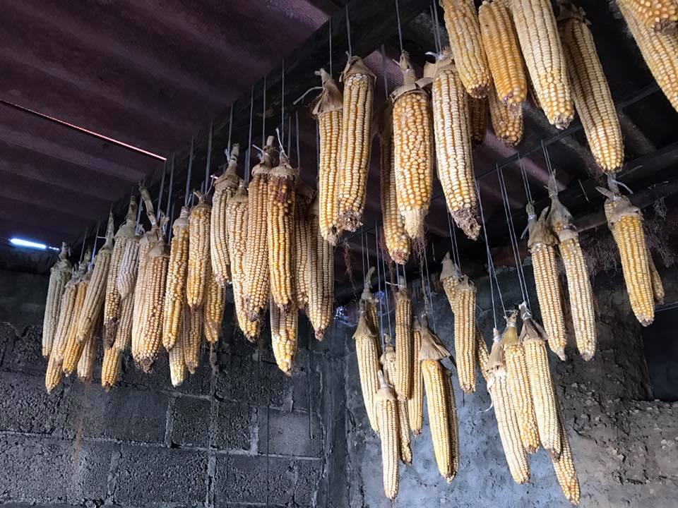Después 70 años de conservación, realizan siembra histórica del maíz mas grande del mundo.