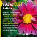 DALIA: los aztecas la llamaban «acocoxóchitl». ¿Sabías que es la flor nacional de México?