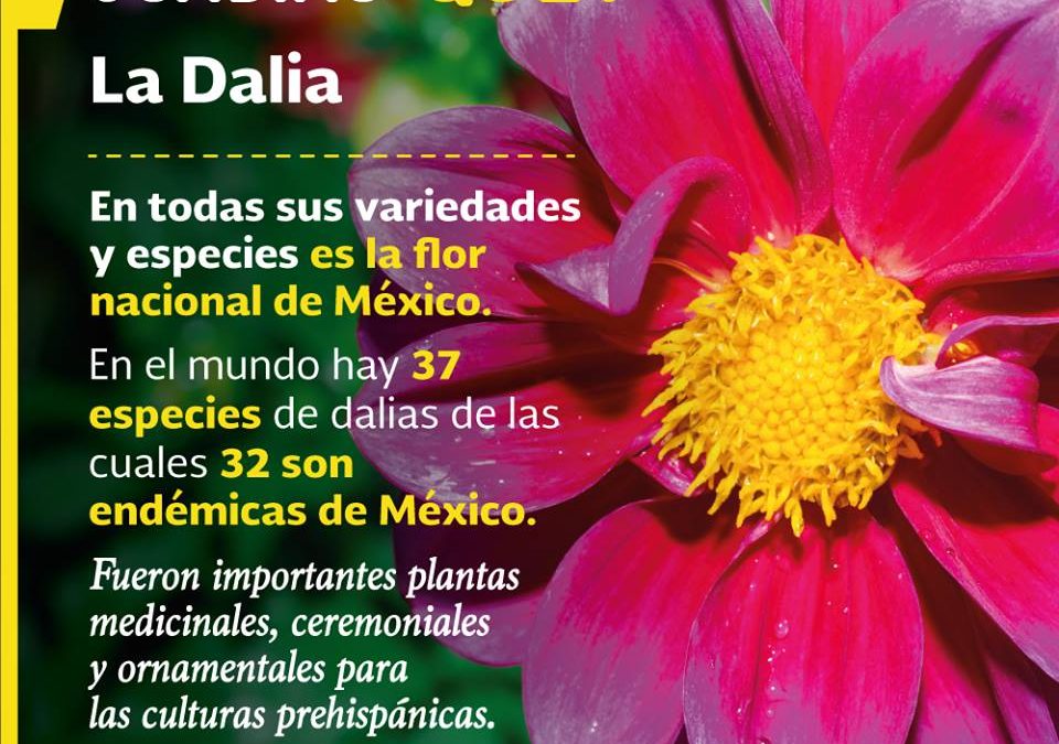 DALIA: los aztecas la llamaban 