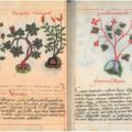 PDF: «Librito sobre hierbas indígenas medicinales. Siglo XVI» EL CÓDICE DE LA CRUZ BADIANO