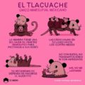 EL TLACUACHE, único marsupial mexicano