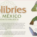 Los colibríes de México. Adquiere este cartel de CONABIO en alta resolución.