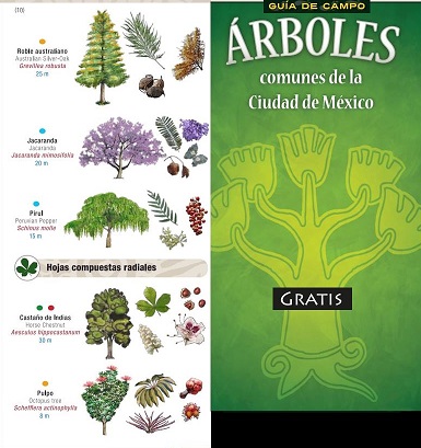 Descarga gratis la guía de árboles comunes de la Ciudad de México. #DíaDelÁrbol 