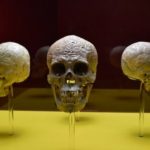 Exhiben cuatro cráneos prehispánicos esgrafiados hasta el 25 de Noviembre.
