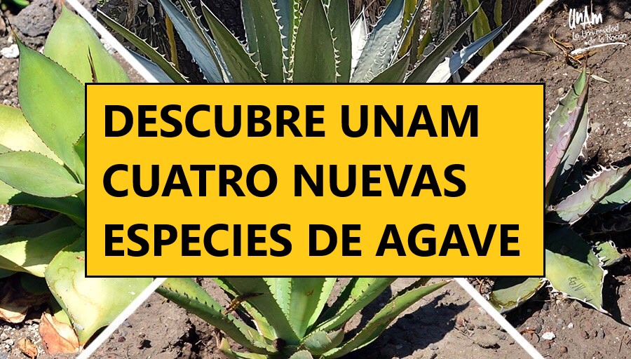 Descubre la UNAM 4 nuevas especies de agave en México.