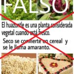 «FAKE NEWS» el huahuzontle no se convierte en amaranto