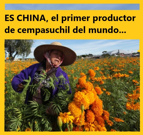 Es CHINA el primer productor de flor cempasúchil a nivel mundial.