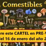 Adquiere el CARTEL «Hongos silvestres Comestibles de México»