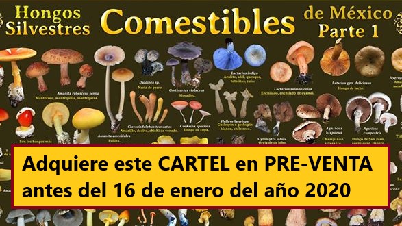 Adquiere el CARTEL «Hongos silvestres Comestibles de México»