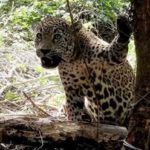 Detectan ocho Jaguares en la Sierra de Tamaulipas.
