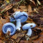 Los hongos azules, una delicia que debes probar