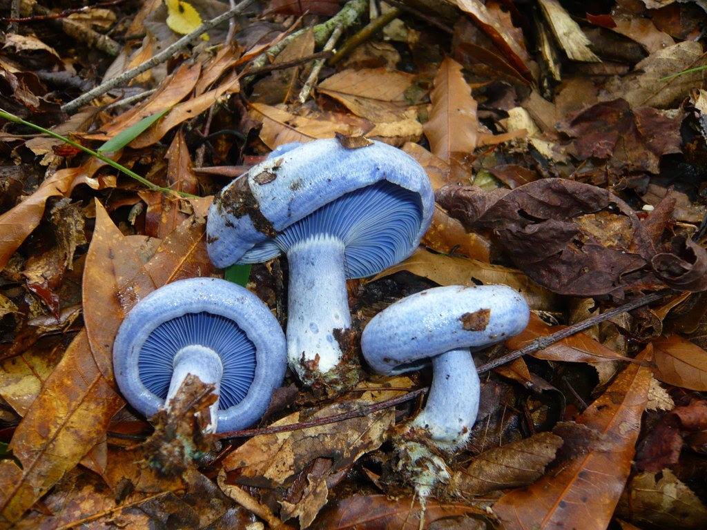 Los hongos azules, una delicia que debes probar