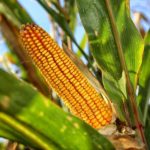 Los usos del maíz; Tonacáyotl, nuestro sustento.