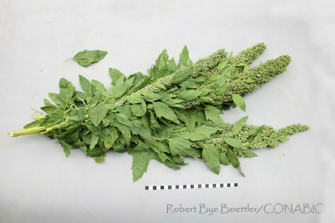 Conoce los beneficios nutricionales del HUAUZONTLE, un alimento