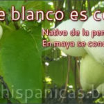 El Siricote y la Anacahuita «el olivo mexicano»