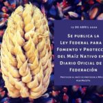 ¡Nuestro maíz nativo está protegido por ley!