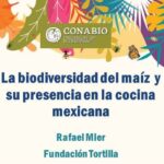 #EnVivo «La biodiversidad del maíz y su presencia en la COCINA MEXICANA» con Rafael Mier, de Fundación Tortilla.