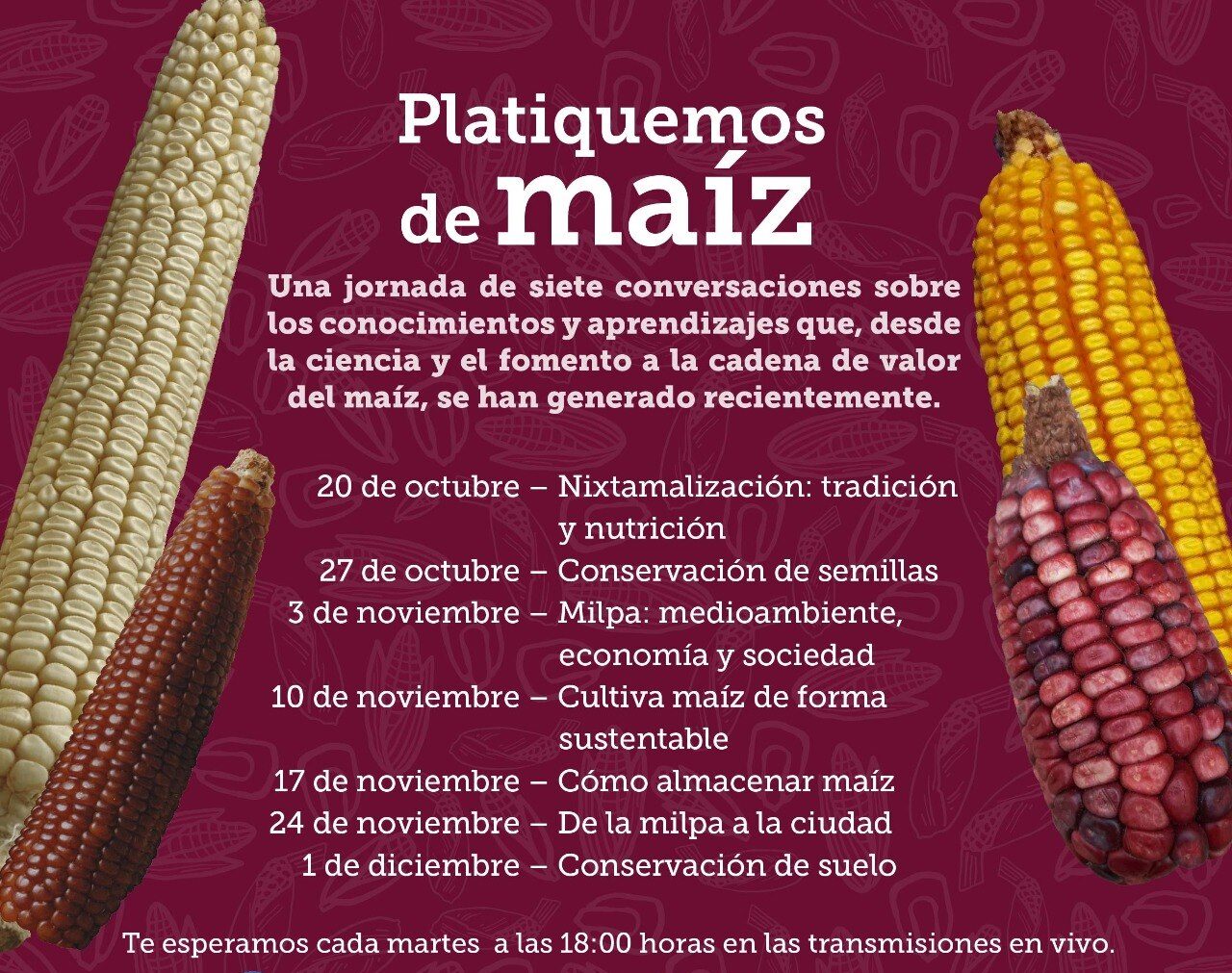 Participa en el ciclo de conversatorios «Platiquemos de maíz» de Fundación Tortilla y el CIMMYT