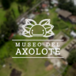 Ayudanos a fondear «Axolotitlán» el Primer Museo Nacional del Ajolote
